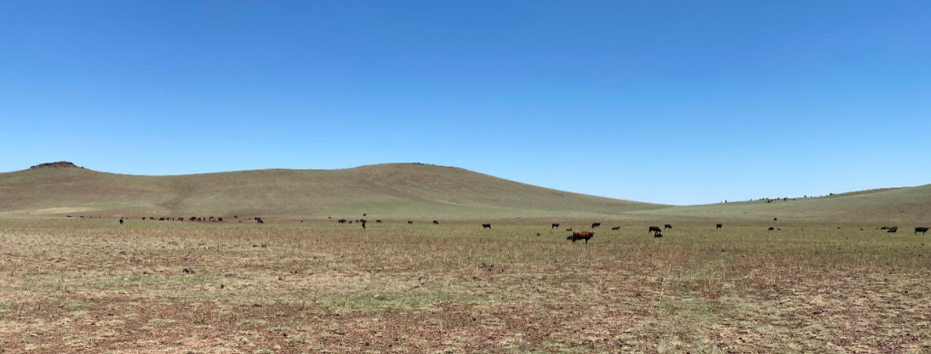 arid field